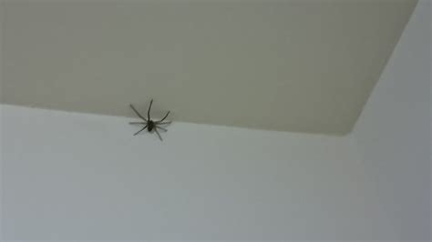 九運東南見水 房間 一直 出現 小蜘蛛